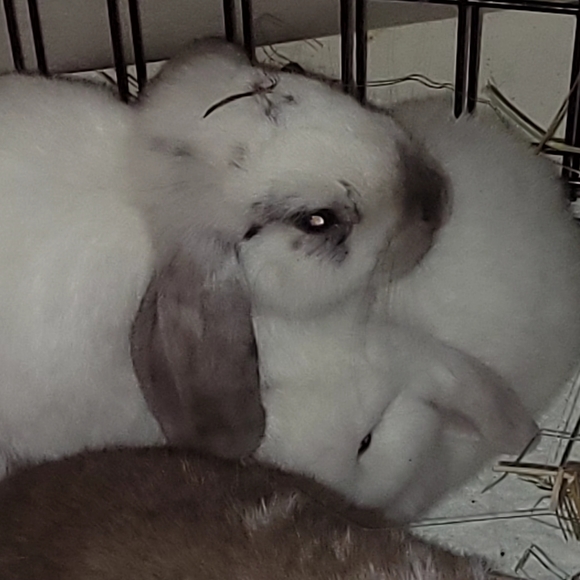 MEET THE POSHER - Picture 8 of 8